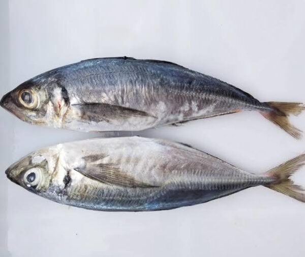 Mackerel