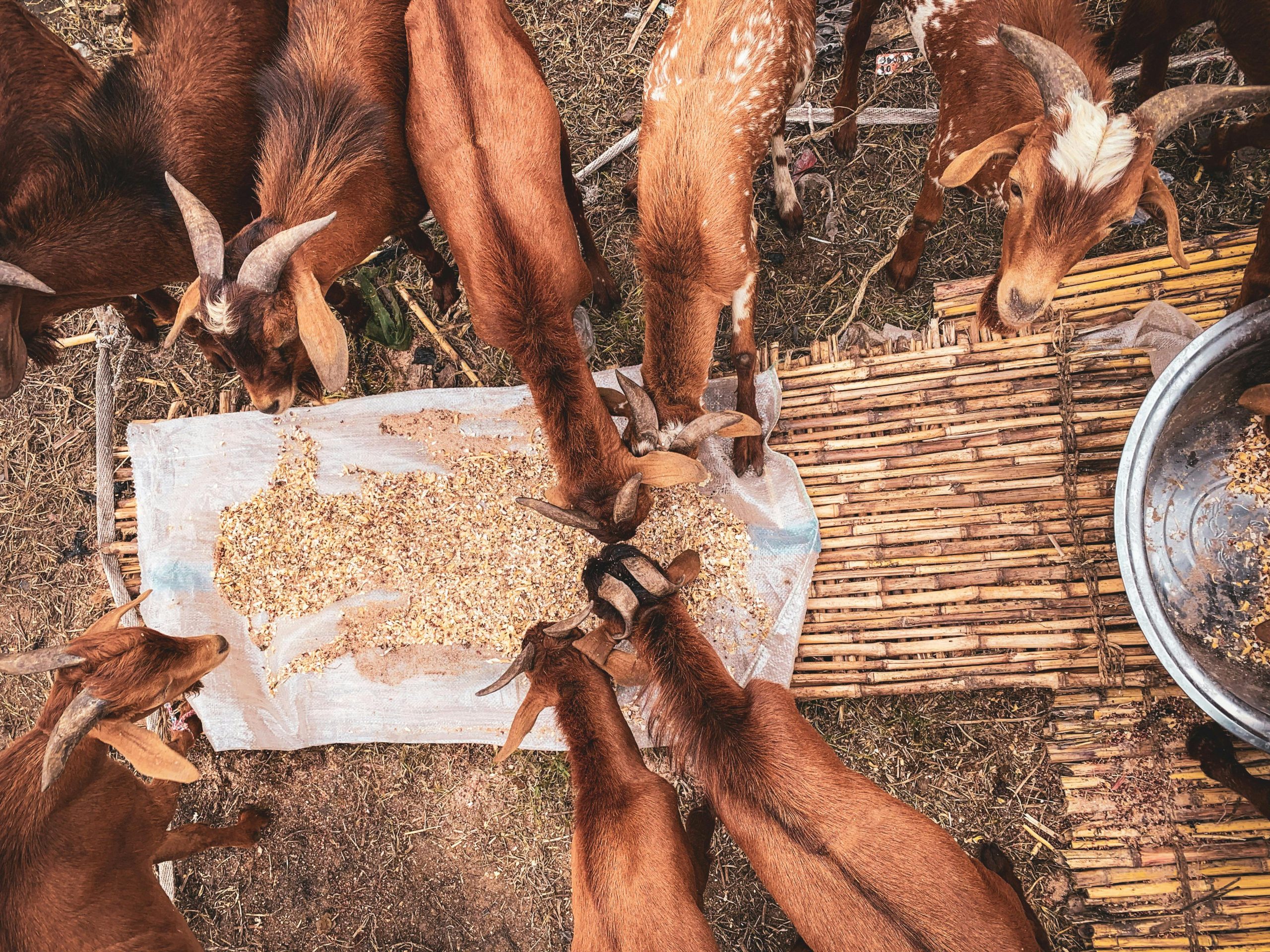 High-angle view of goats eating grain on a rustic farm setting, showcasing livestock feeding habits.