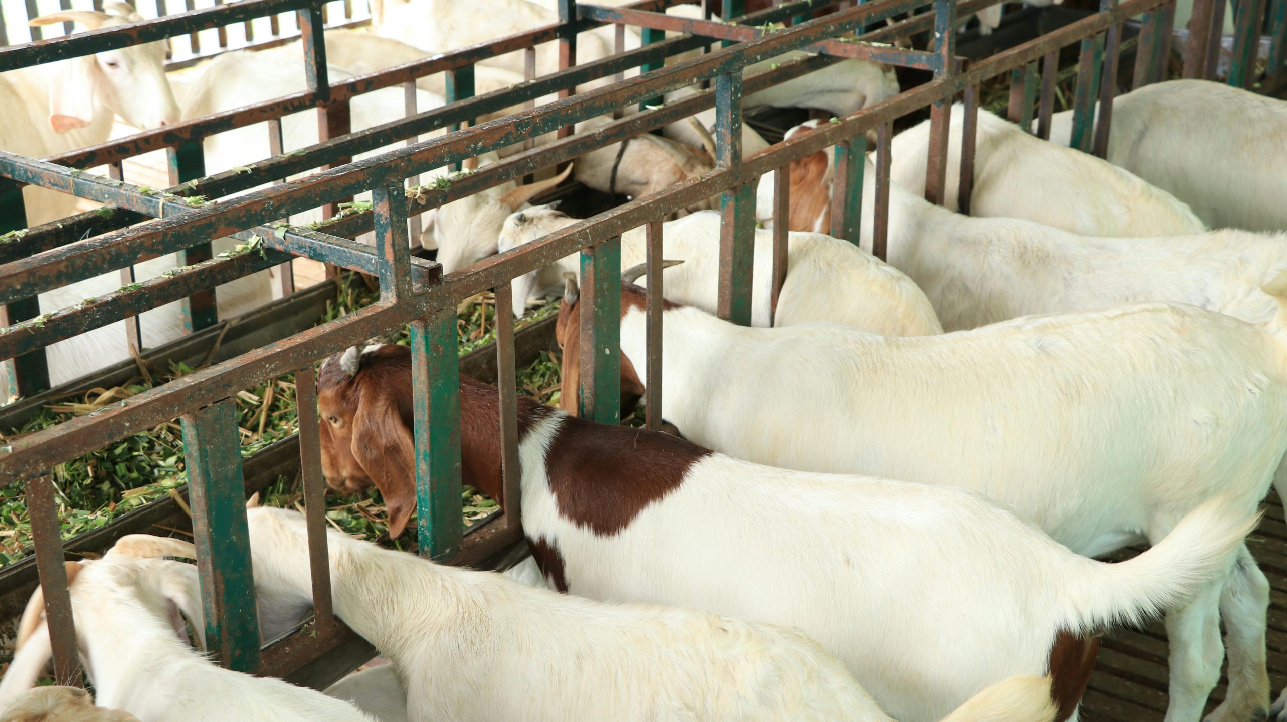 Group of goats eating in a livestock barn, showcasing farm animal care.